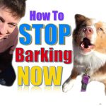 How to Train a Dog Not to Bark