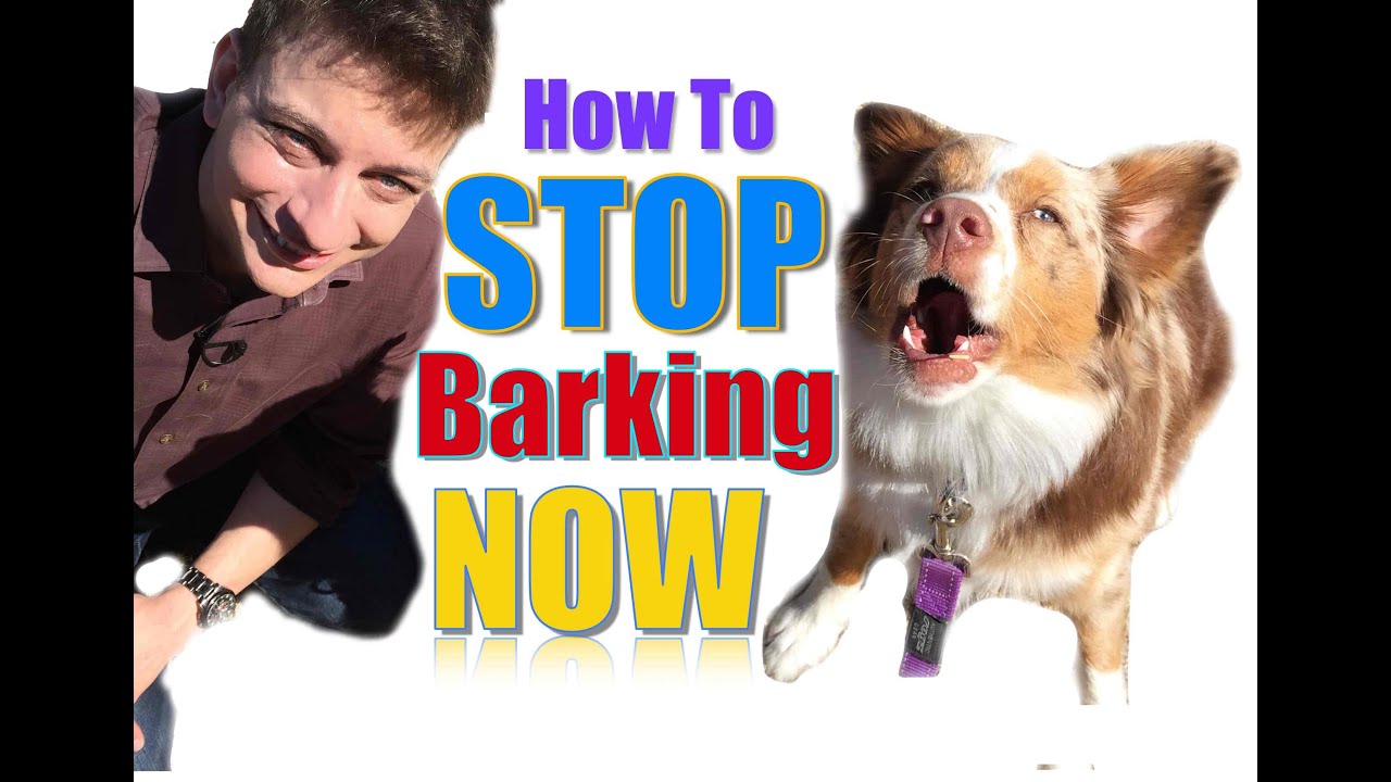 How to Train a Dog Not to Bark